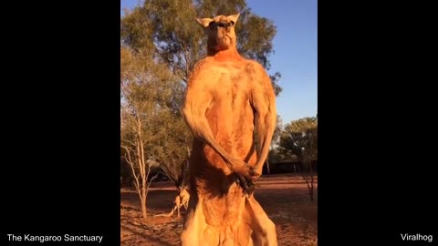A Really Buff Kangaroo