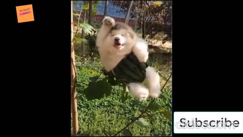 Funniest Dog and Cat Awesome Funny Pet Animals Moment I Best Cute Pets And Funny Animals😂
