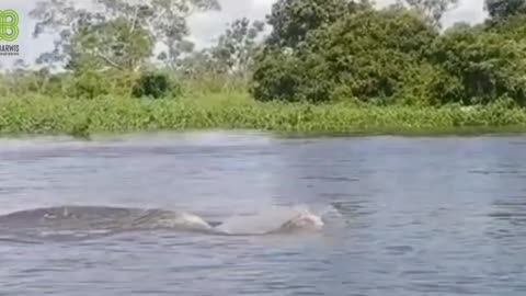 Pesut mahakam ( Irrawady dolphin )