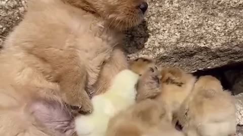 Cute Puppy Playing with Chicks