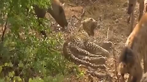 A very strong struggle between the tiger and the hyena, is an amazing scene