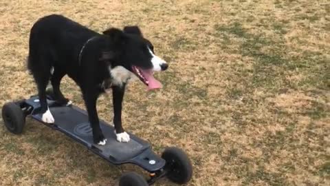 Border Collie Goes For A Ride On A Motorized Skateboard