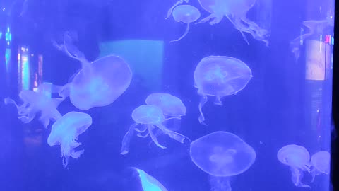 Jellyfish