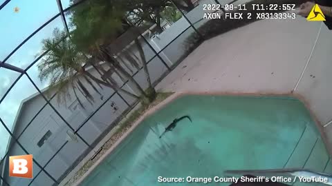 “Just Chilling” — Florida Gator Ends Summer with Residential Dip