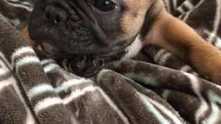 Small brown black puppy yawns