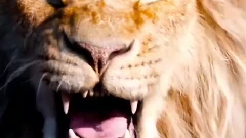 The Lion King's roar has not shaken your nerves