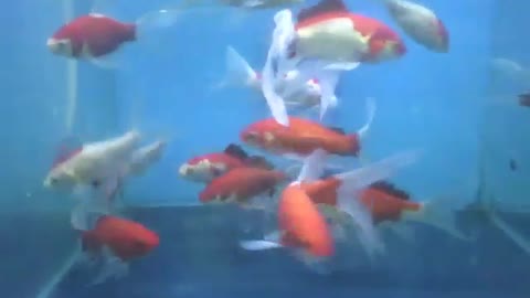 Muitos peixes kinguios nadando no aquário da loja, são lindos [Nature & Animals]