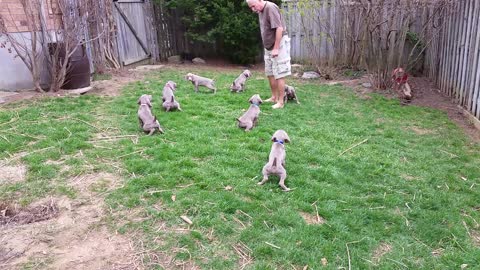 This Litter Of Puppies Has Learned To Pee On Command