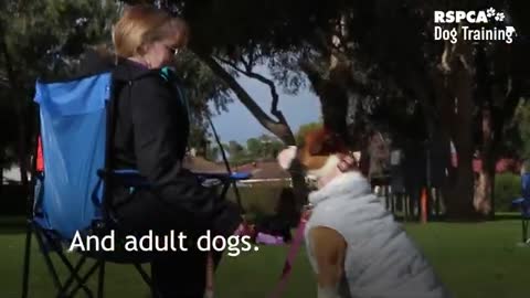 Sign up for RSPCA's free dog training course good training