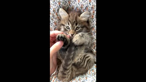 Cute cat funny video | hog