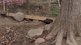 Three Little Piglets Playing