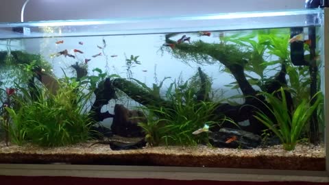 Planted tank