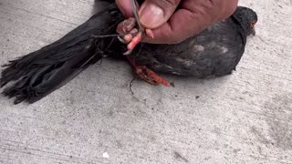 Rescuing A Pigeon Tangled Up With String