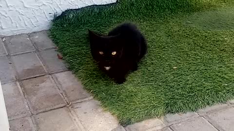 Black cat cute cat