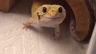 Reptile smile