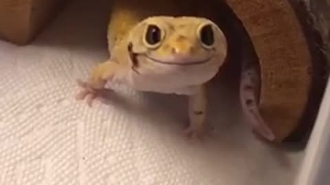 Reptile smile