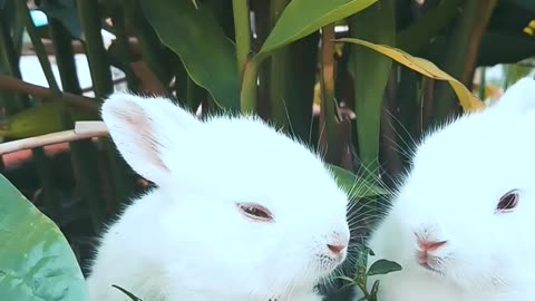 Cute Baby Rabbits Playing,Feeding Activities | Bunny Rabbit (Baby Rabbits)