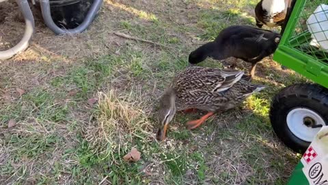 Ducks Eating Grain