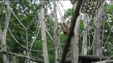 Orangutan youngsters showing us the ropes at Apenheul Primate Park