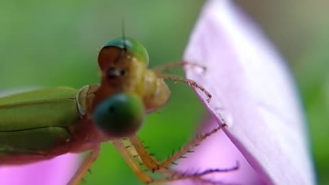 Beautiful butterfly video amazing butterfly