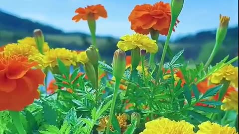 #Naturalbeauty #flowers #Marigold flower #lovely flowers #attitude flowers