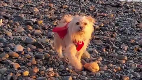 Dog Benji on the Beach Funny