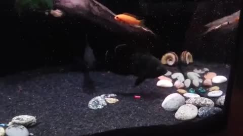 Playful fish chase laser pointer in aquarium