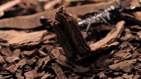 Black scorpion walking closeup