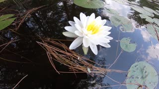 Water Lily