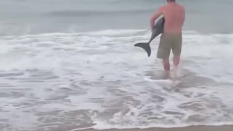 Man Saves Beached Baby Shamu