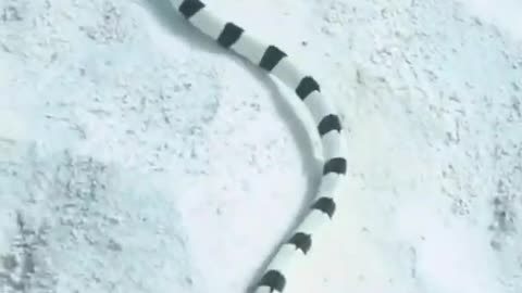 blue-banded sea snake (Hydrophis cyanocinctus)