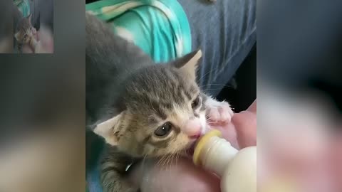 The cat that is drinking milk