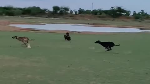 Dog race 🐶
