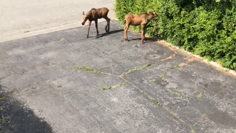 Moose Cools off Her Twin Cubs Under Sprinkler