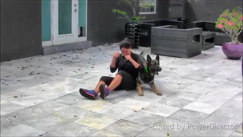 How HOW TO TRAIN A GUARD DOG step by step