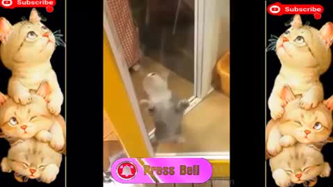 Funny Animals Videos-Funny Animals-Pets