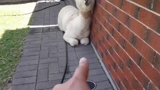 First-Person Alpaca Nose Boop