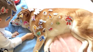 Patient Shiba Inu finds himself covered in stickers from his little buddy