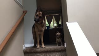 Kid Reunites With Dogs After 'Long' Day At School