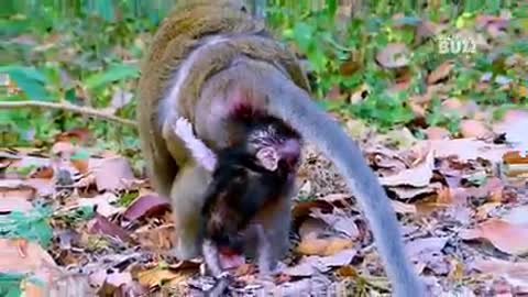 O.M.G Million pity baby monkey Dante f.a.ll d.o.wn from the rock while playing looking for mum help