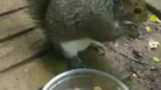 Squirrel reactions to the first strawberry 🍓 and the second strawberry 🍓