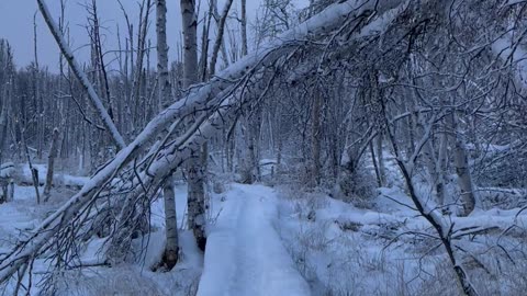 Beautiful Birch Forest Trekking in Fairbanks, Alaska in November 2023