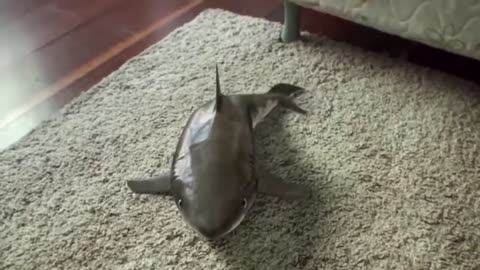 Baby sharks- Surprising and cute reactions