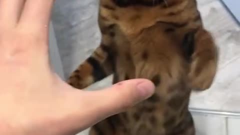 Best Bengal cats are very funny 😂😂😂
