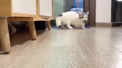 Kitten Plays Fetch