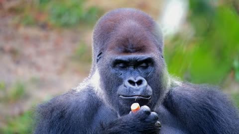 Silverback gorilla just chillin' eating his carrot