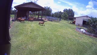 Mini bike Sheep round up.