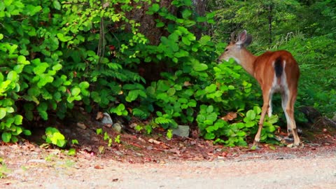 A Beautiful Deer