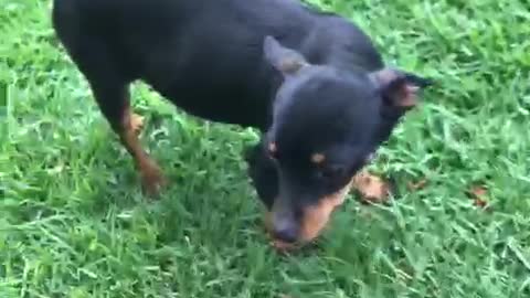 Cachorrinha feliz , por esta gravida.