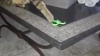 My cat getting in the fidget spinner spirit